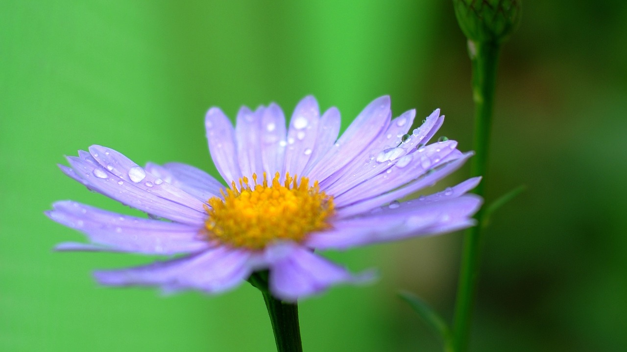 flowers  wildflower  nature free photo