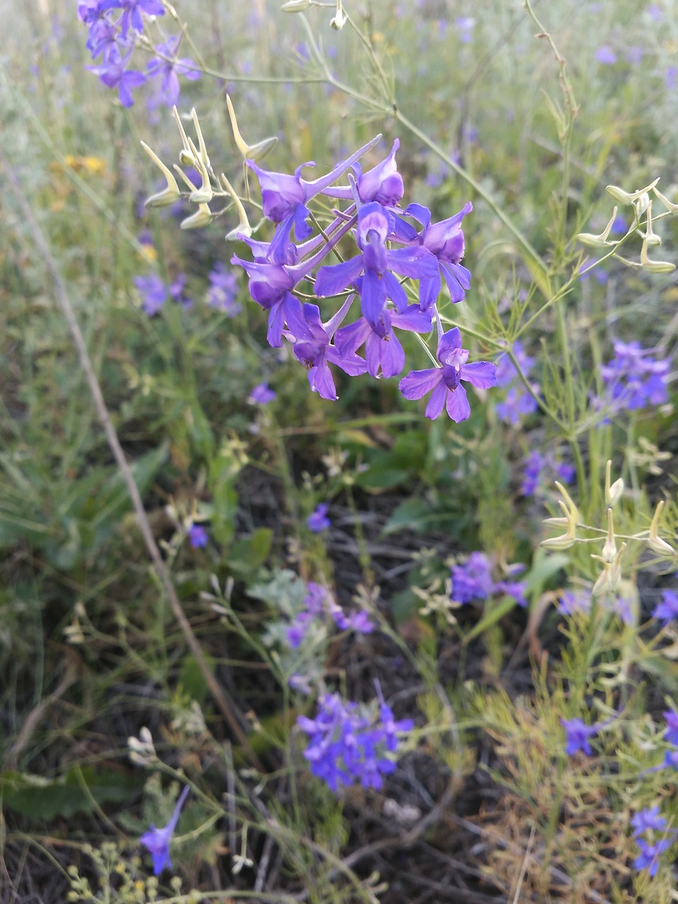 flowers  in the summer of  nature free photo