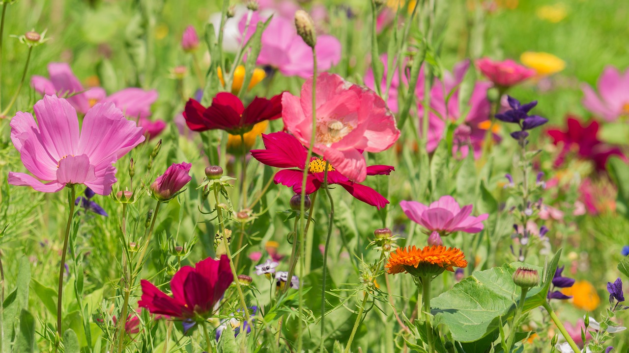 flowers  meadow  flower meadow free photo