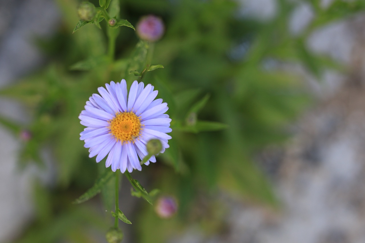 flowers  wildflower  petal free photo