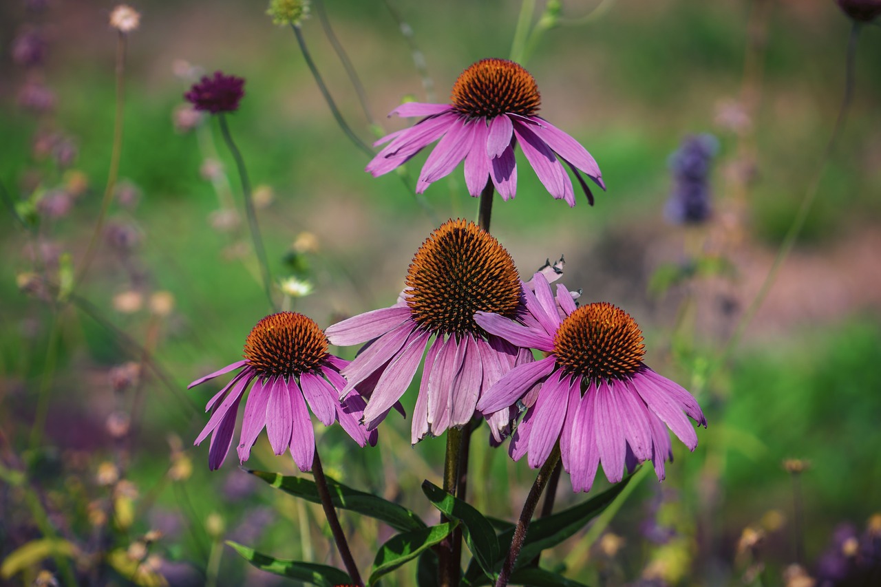 flowers  summer  garden free photo