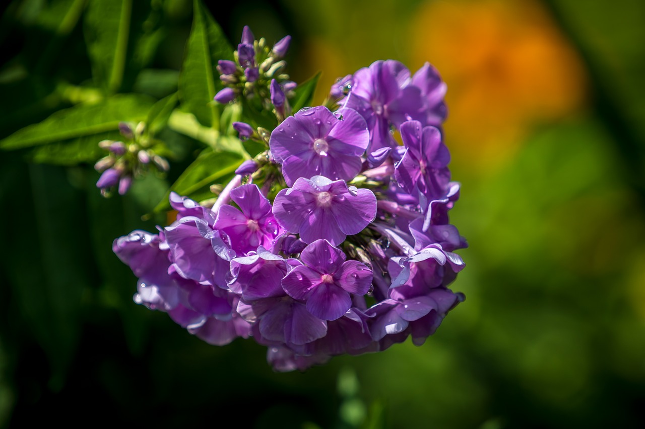 flowers  summer  garden free photo