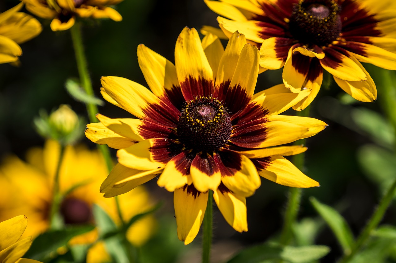 flowers  summer  garden free photo