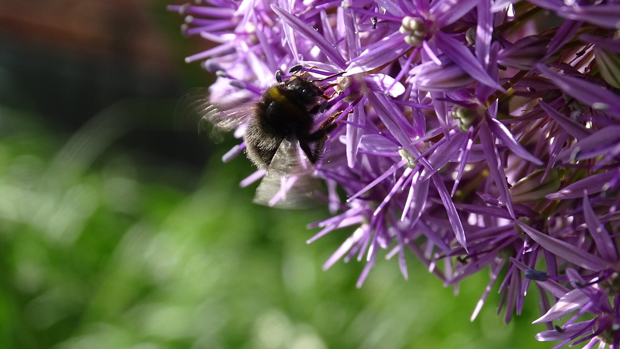 flowers  bloom  purple free photo