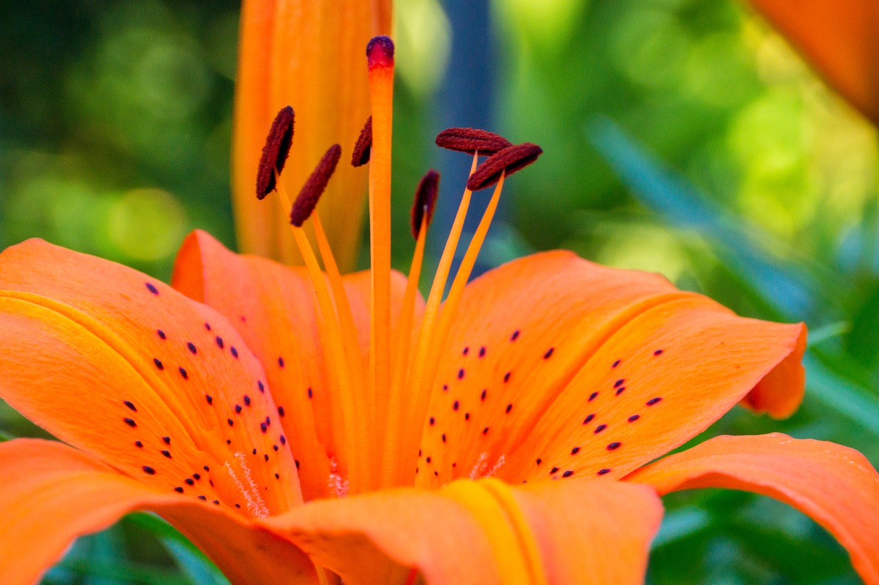 flowers  lily  plant free photo