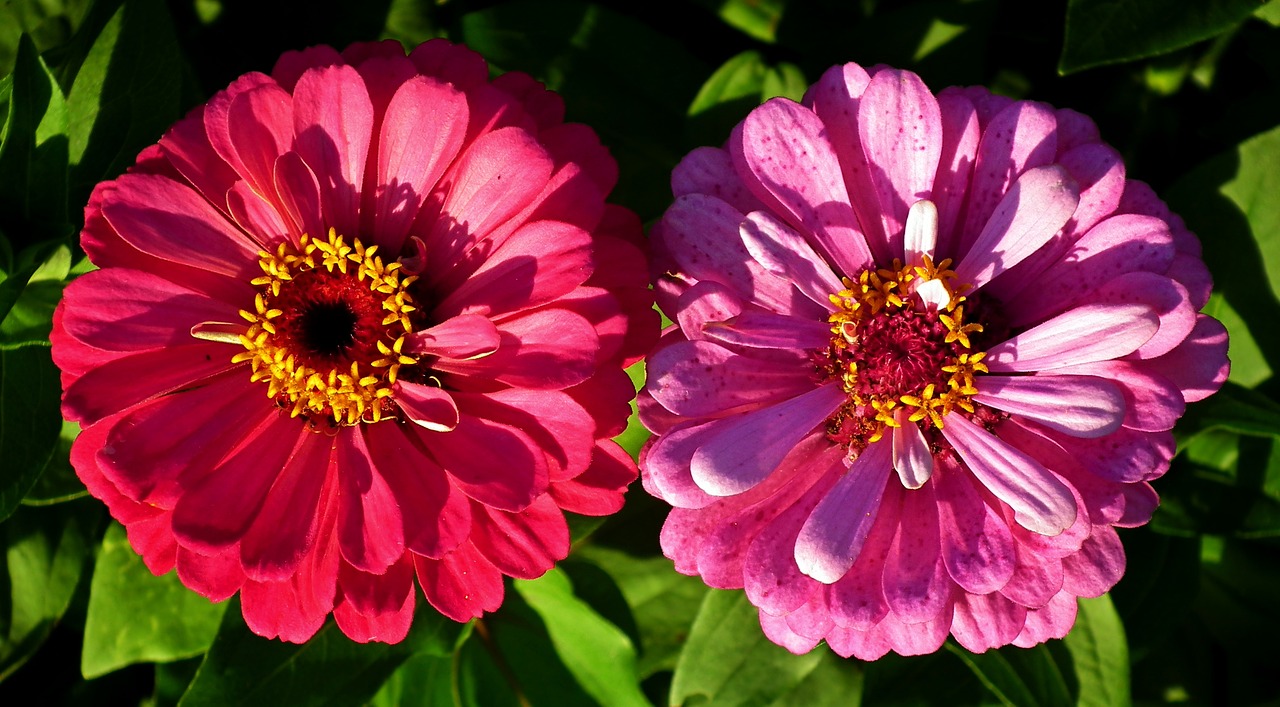 flowers  tin  colorful free photo