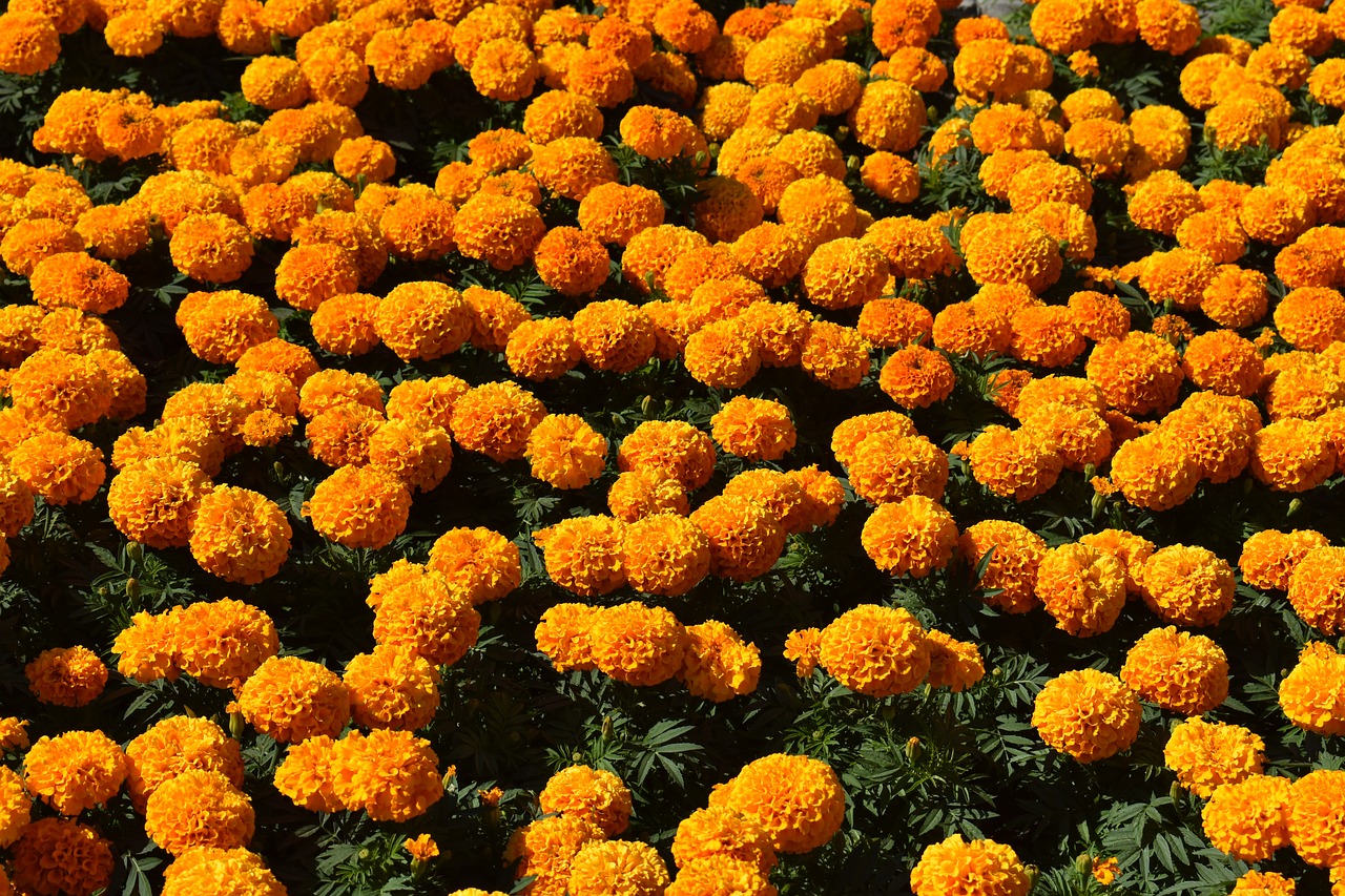 flowers  orange  marigold free photo