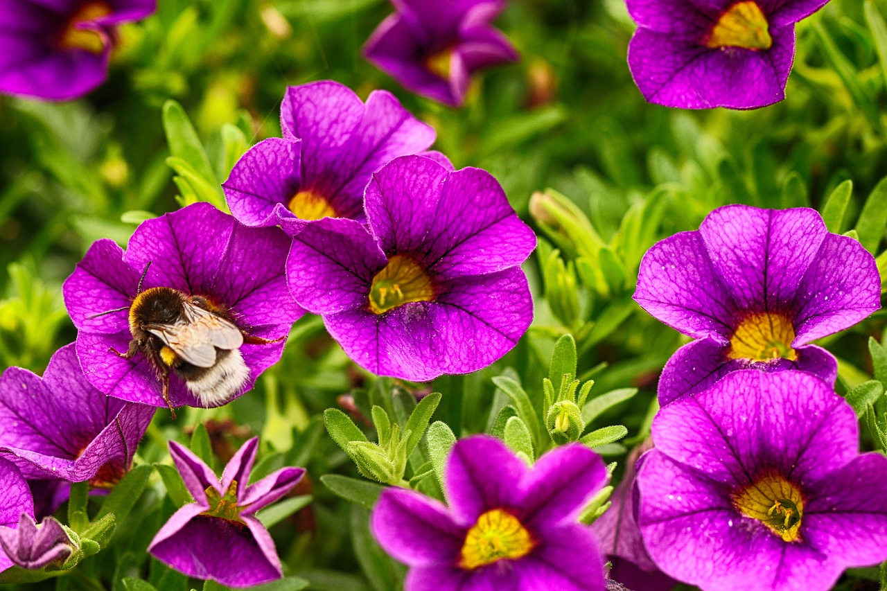 flowers  bumblebee  insect free photo