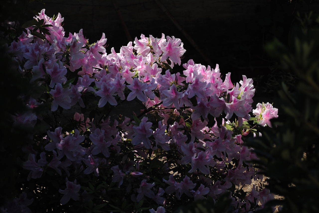 flowers  flower  lilac free photo