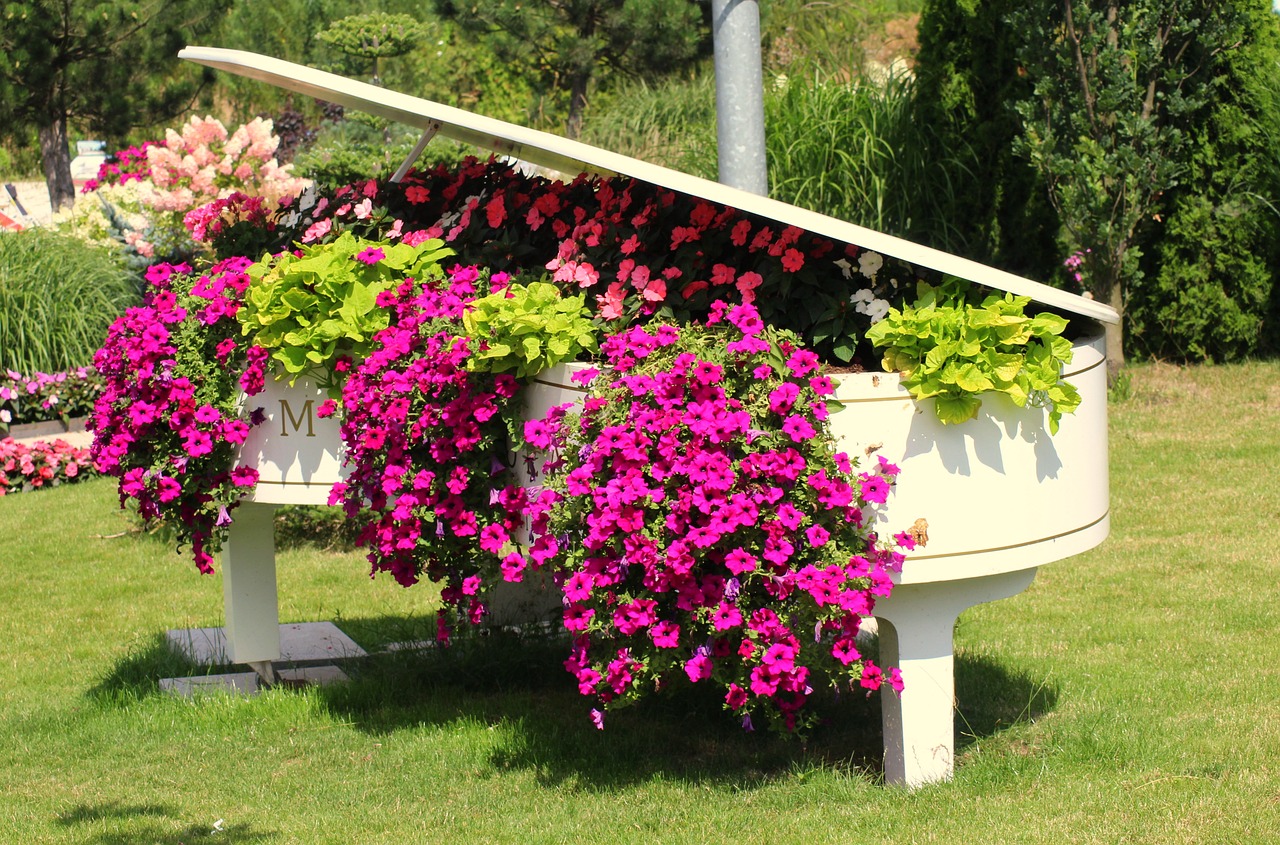 flowers  petunia summer  decoration free photo