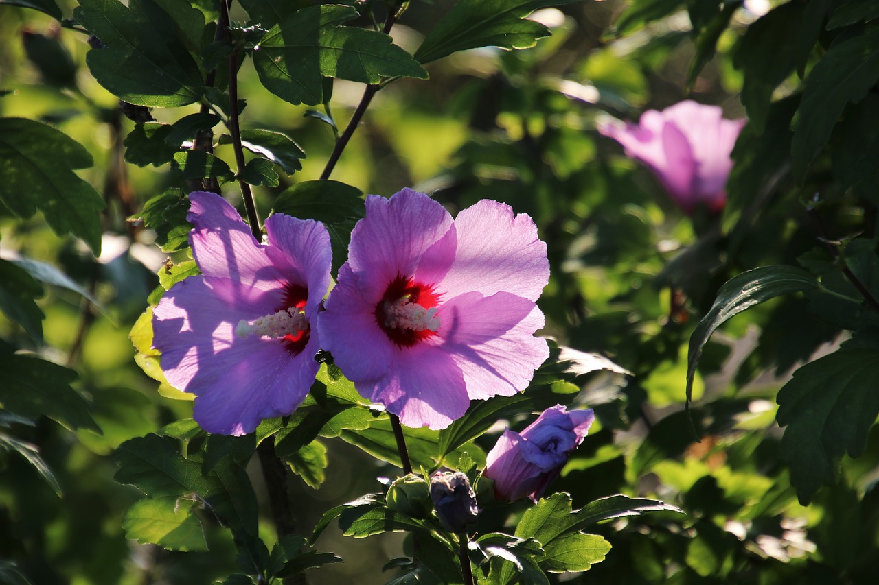 flowers  pink  plant free photo