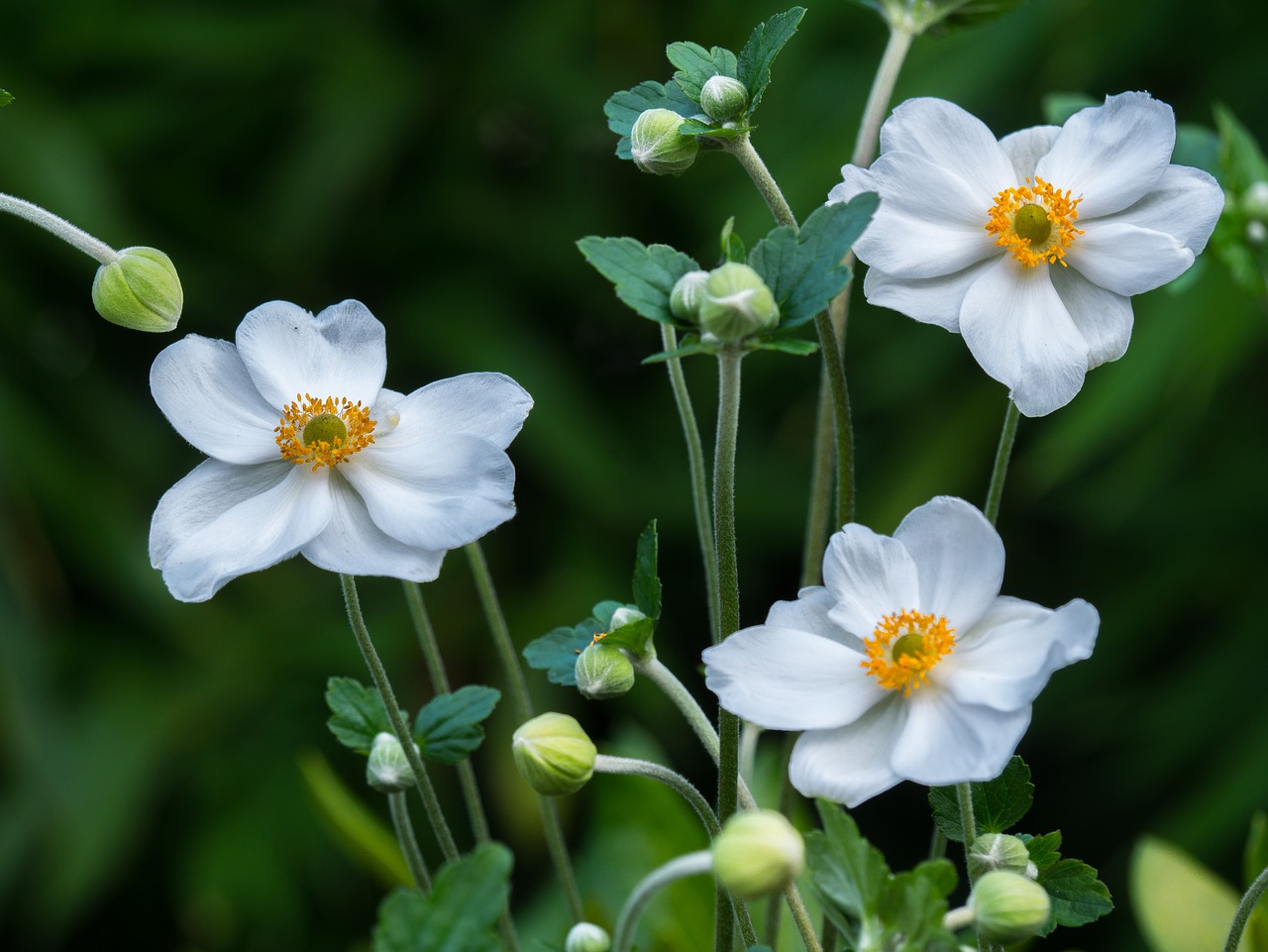 flowers  plant  garden free photo