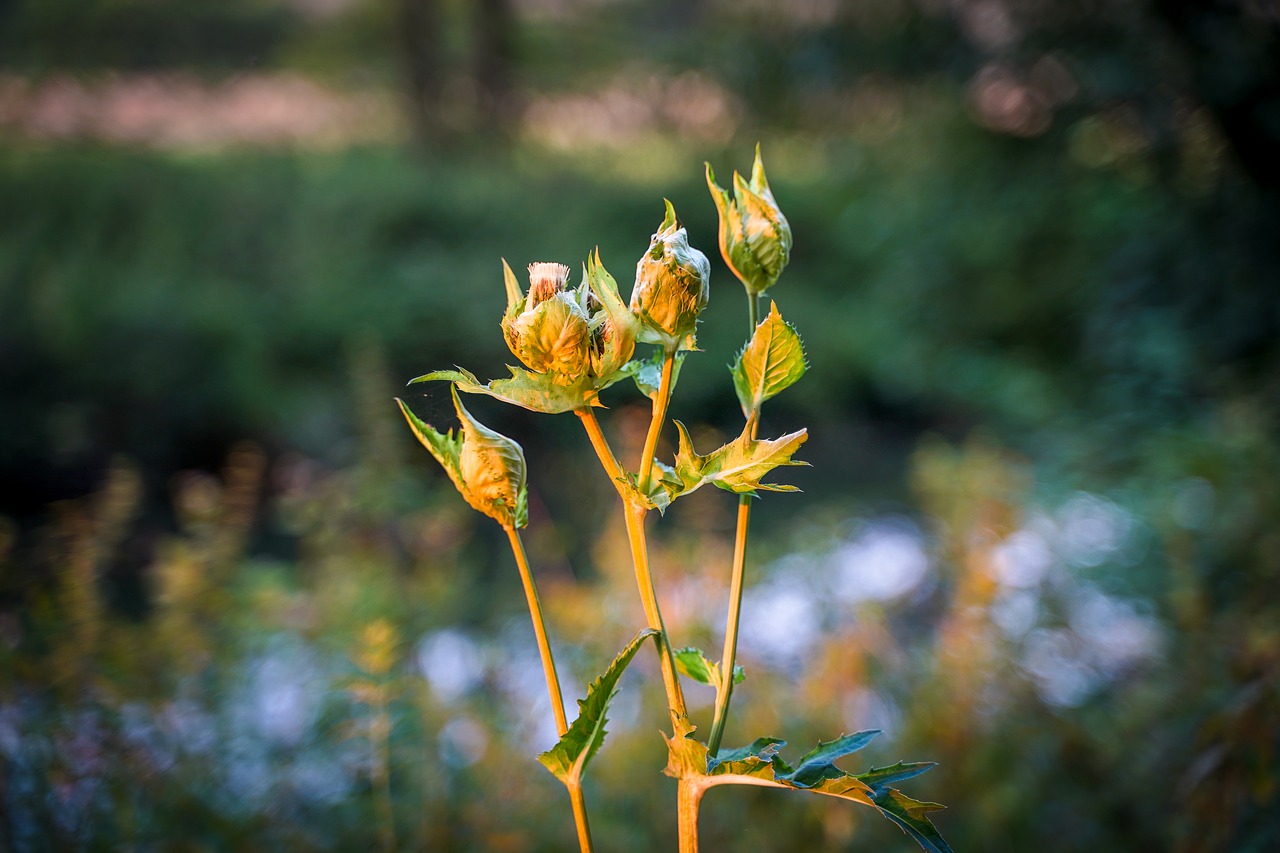 flowers  blades of grass  bud free photo