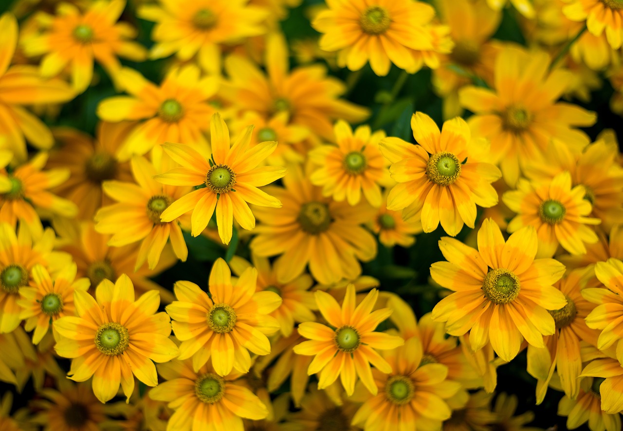 flowers  yellow  floral free photo