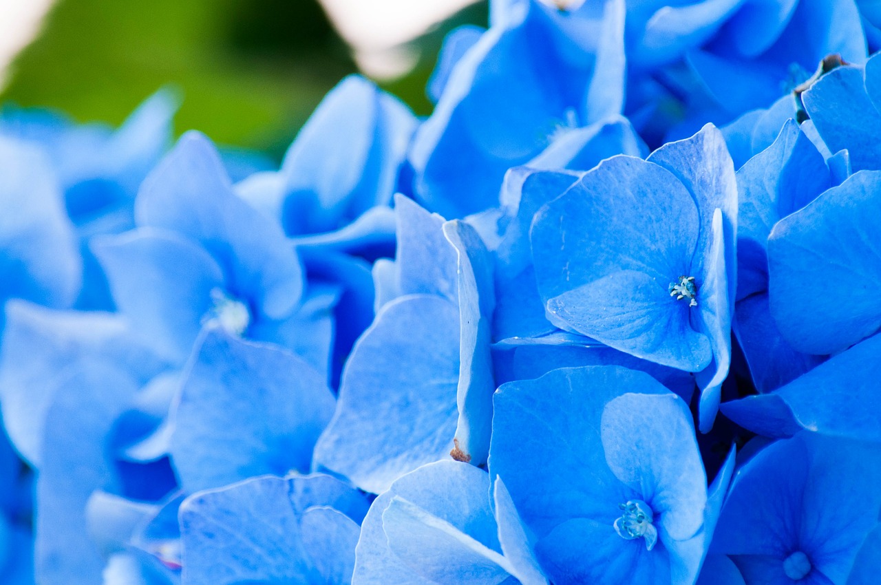 flowers hydrangea petals free photo