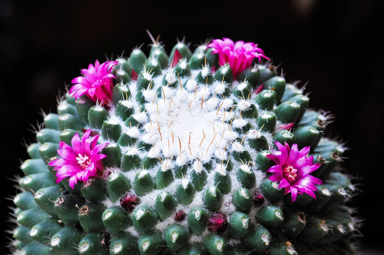 flowers green succulent plant free photo