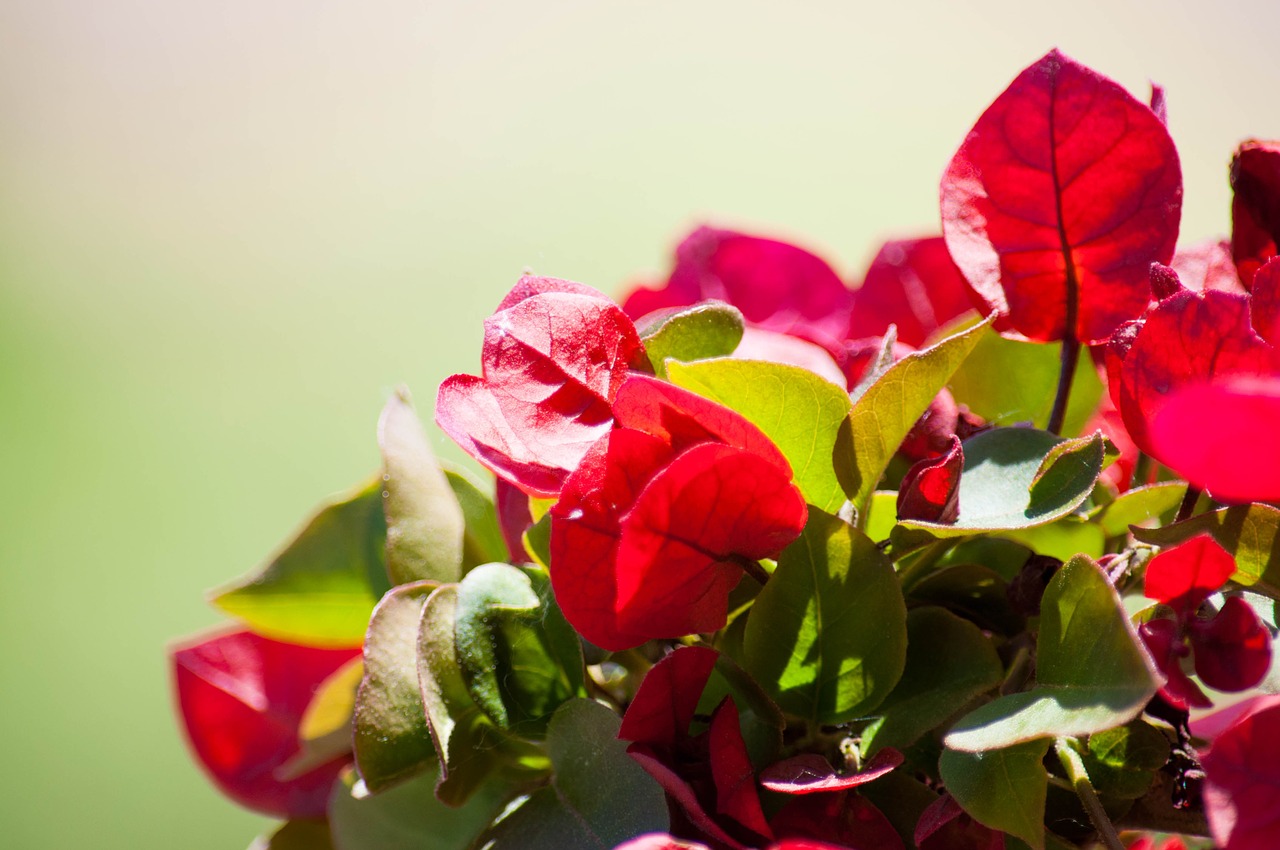 flowers bougainvillea petals free photo