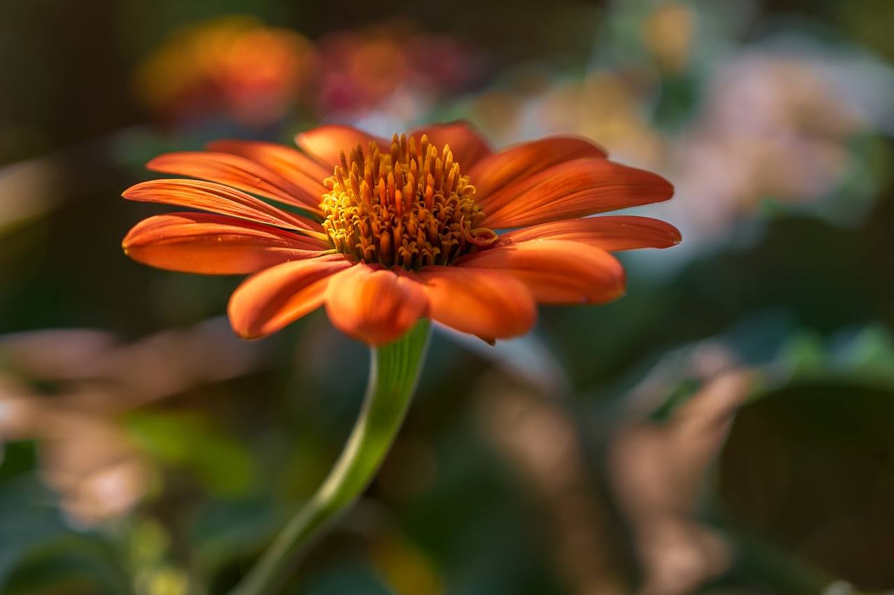 flowers  orange  nature free photo