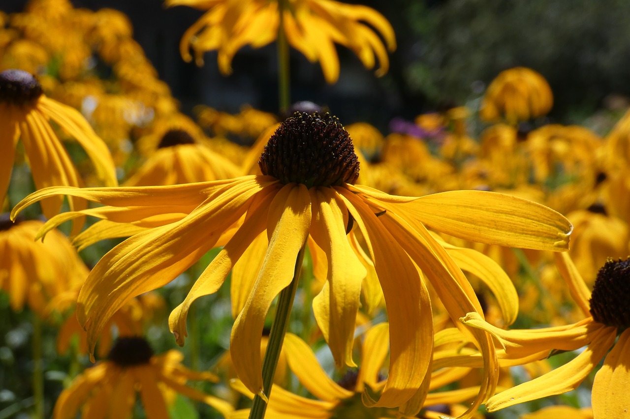 flowers  yellow  sunshine free photo