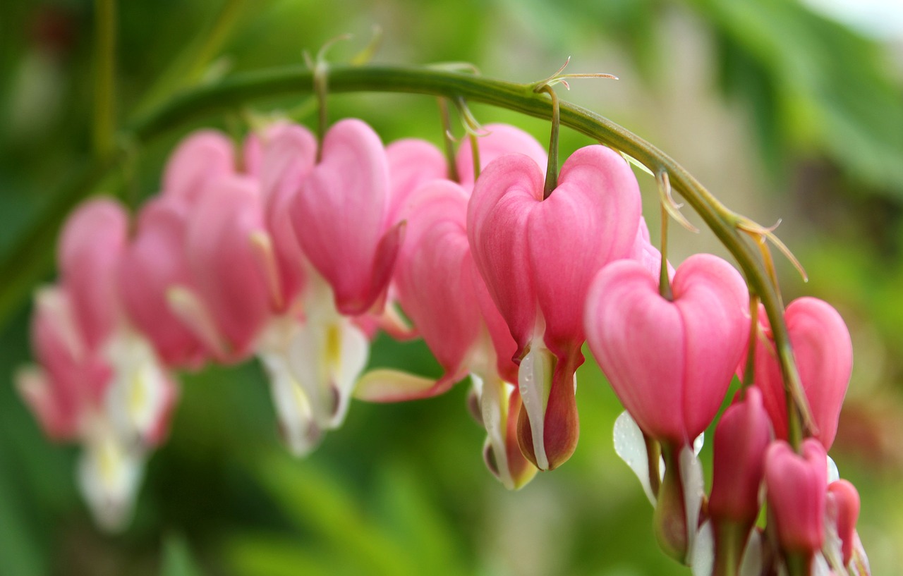 flowers  bleeding heart  spring free photo