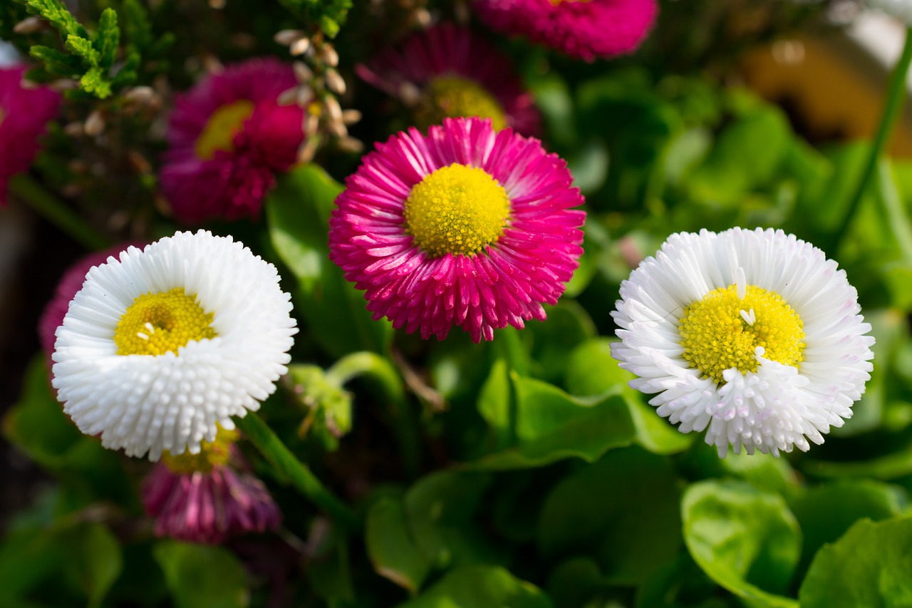 flowers yellow red free photo