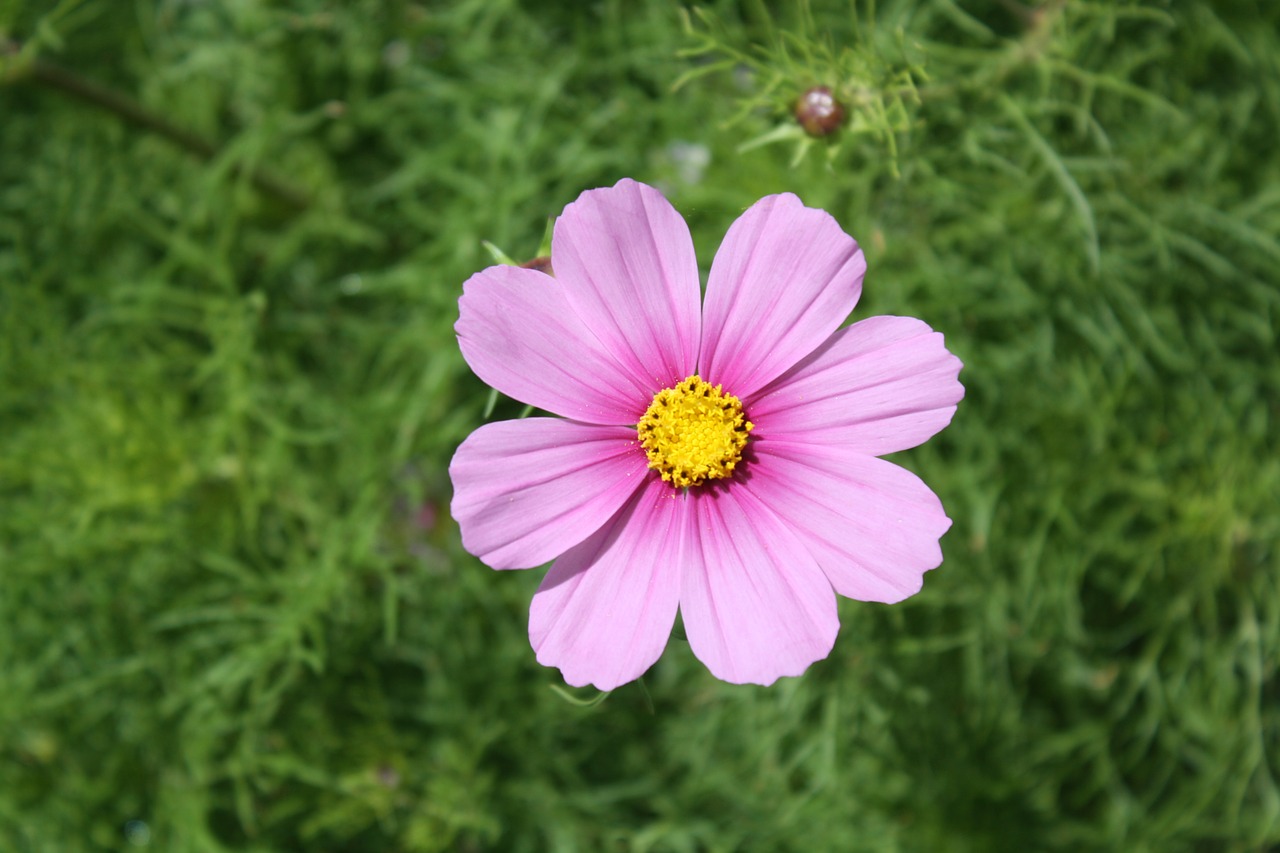 flowers  nature  bloom free photo