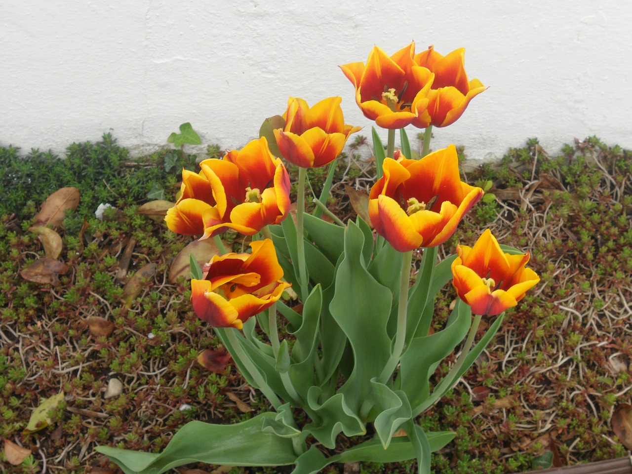 flowers tulips floral greeting free photo