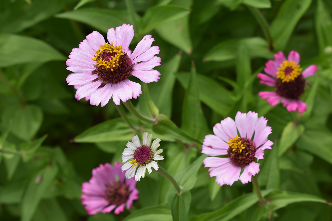 flowers  pink  macro free photo