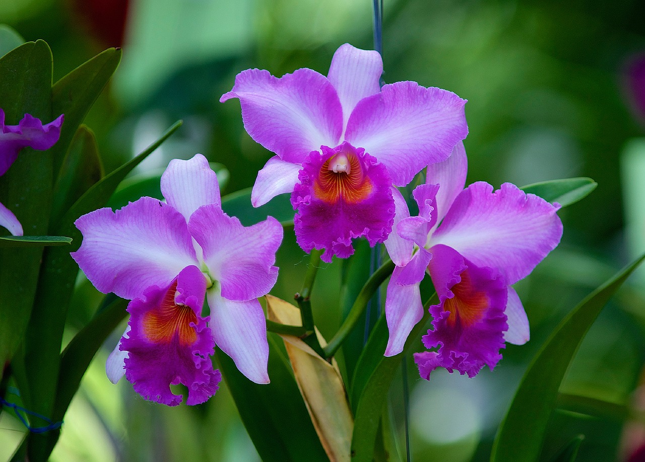 flowers  orchids  orchid free photo