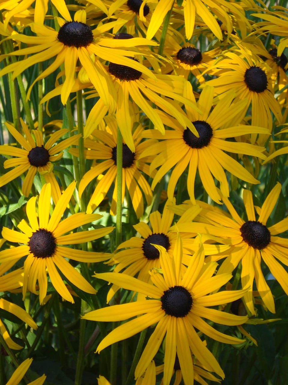 flowers  garden  coneflower free photo