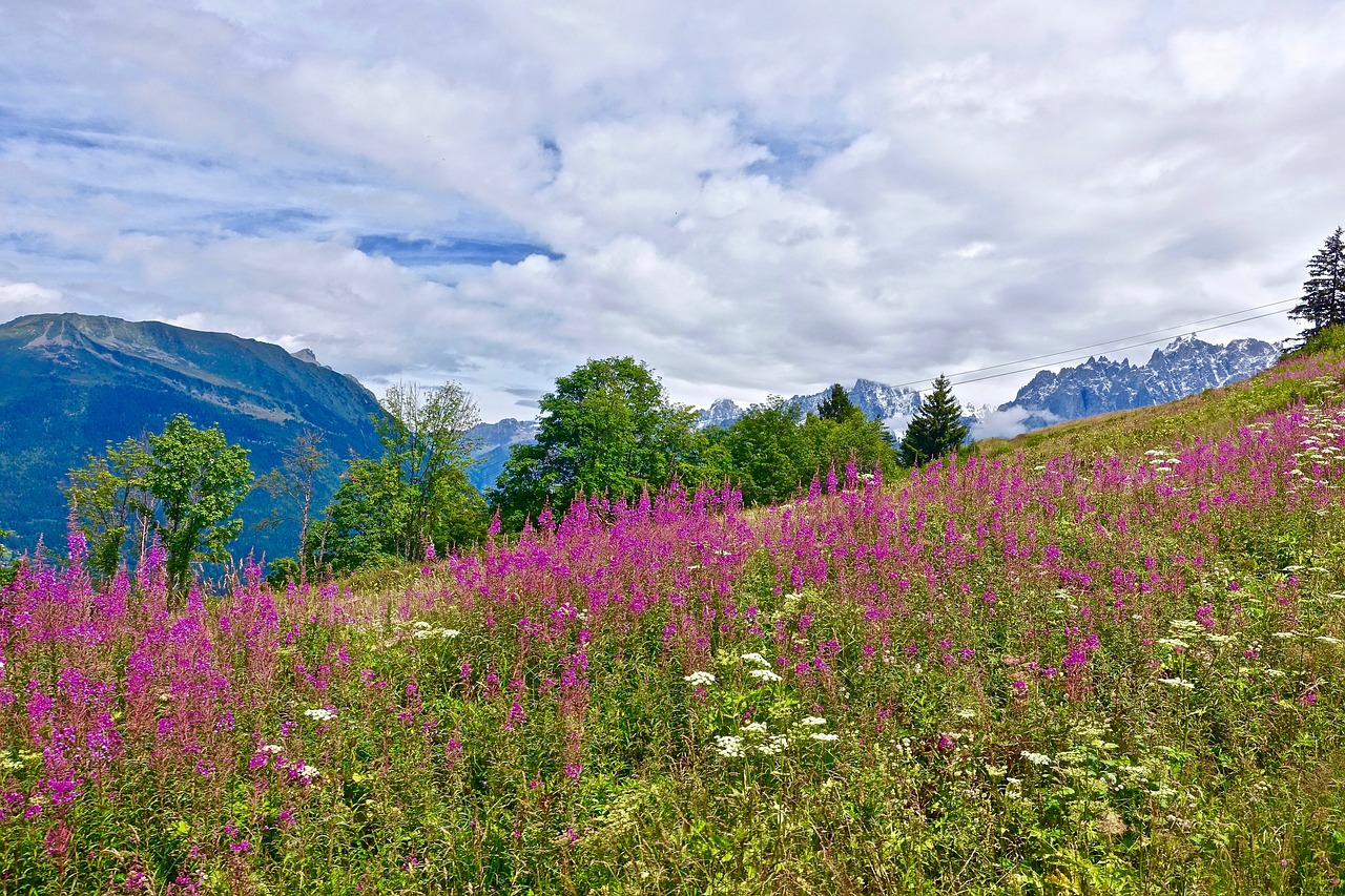 flowers  alpine  colourful free photo