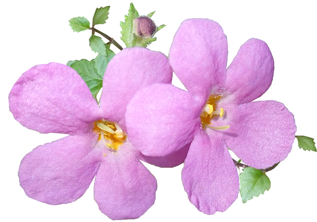 flowers  pink  bloom free photo