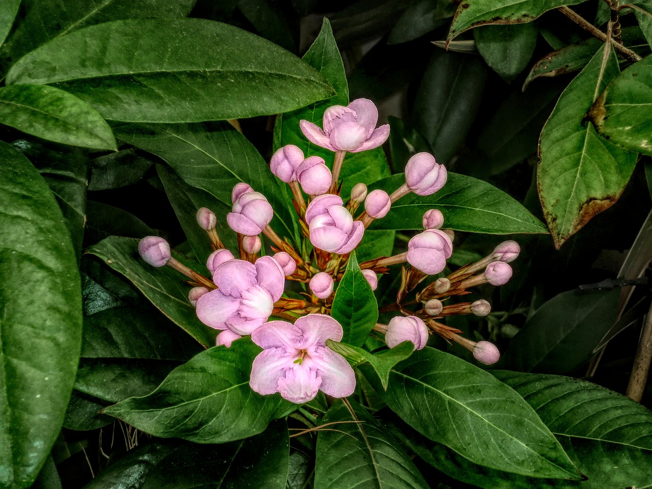 flowers  flora  leaves free photo