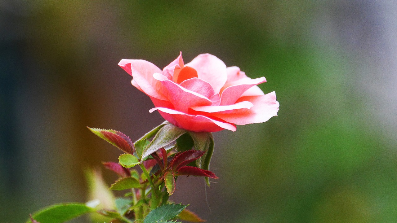 flowers  pink  nature free photo