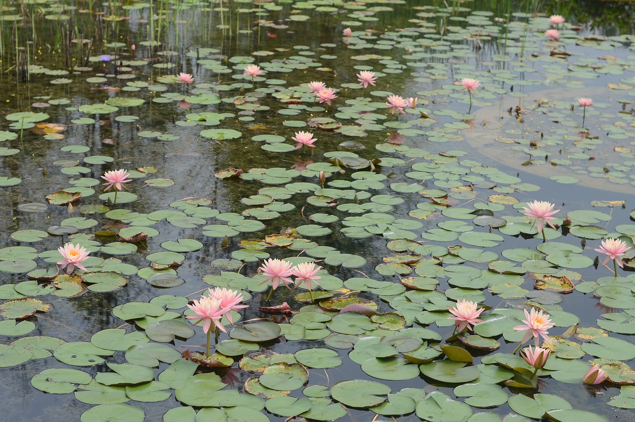 flowers  natural  pond free photo