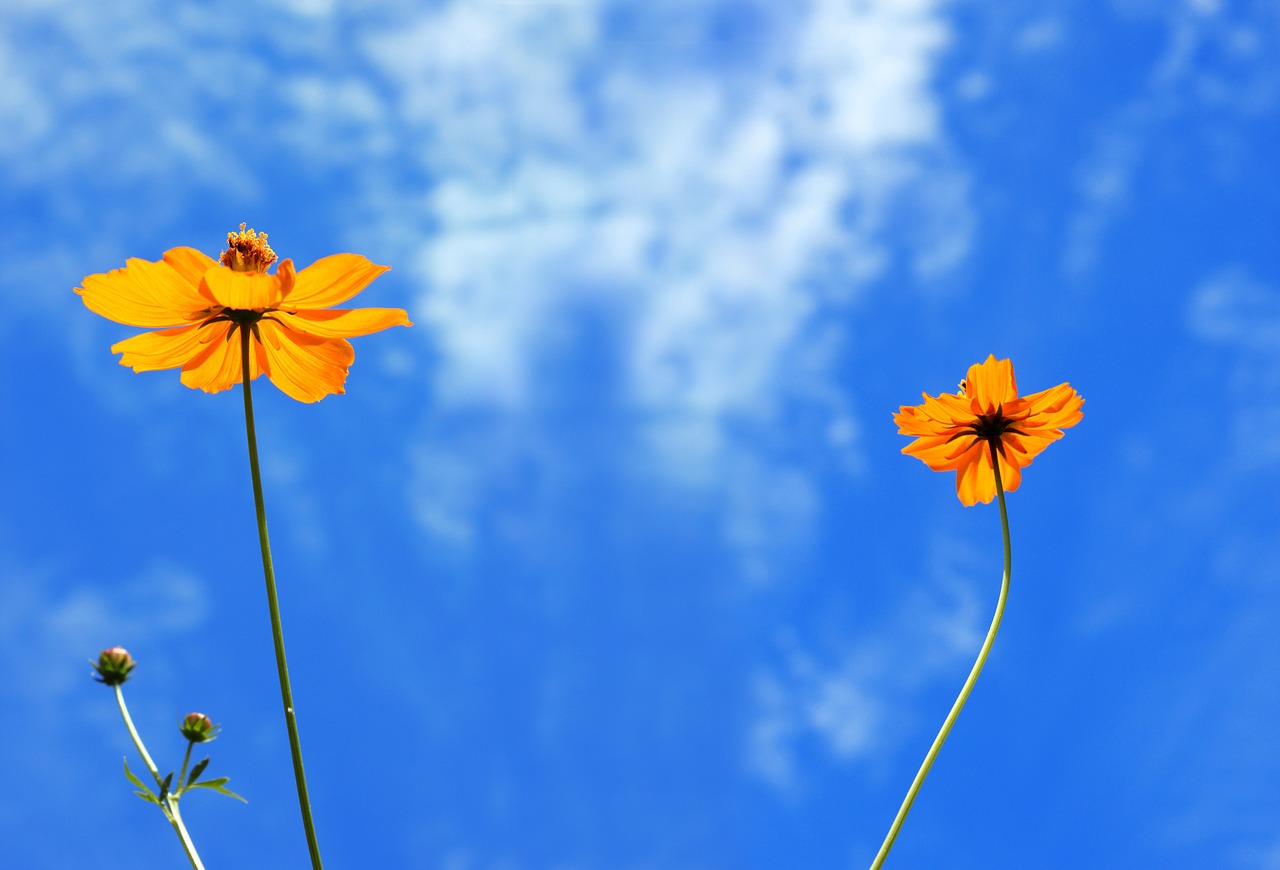 flowers  cosmos  summer free photo