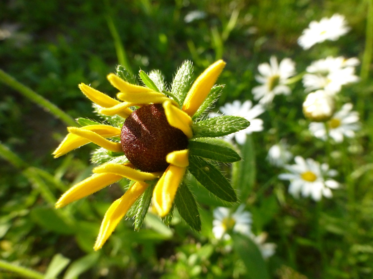 flowers  black eyed susan  wildflowers free photo