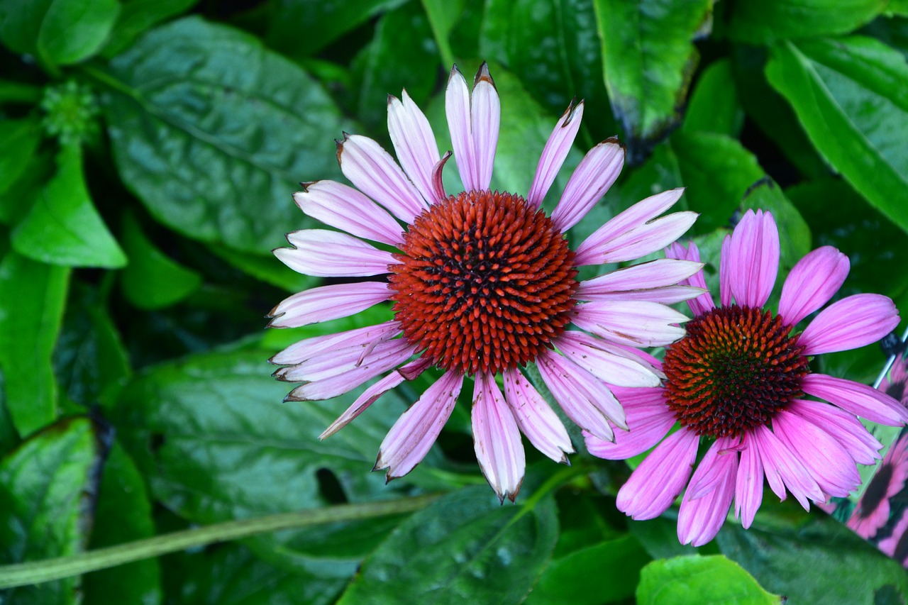 flowers  flower  plant free photo