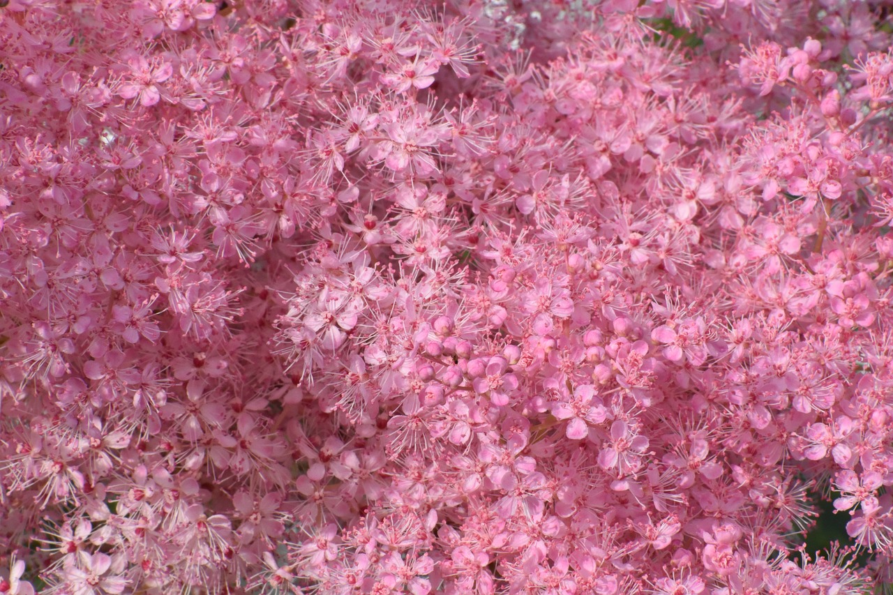 flowers  gentle  pink free photo