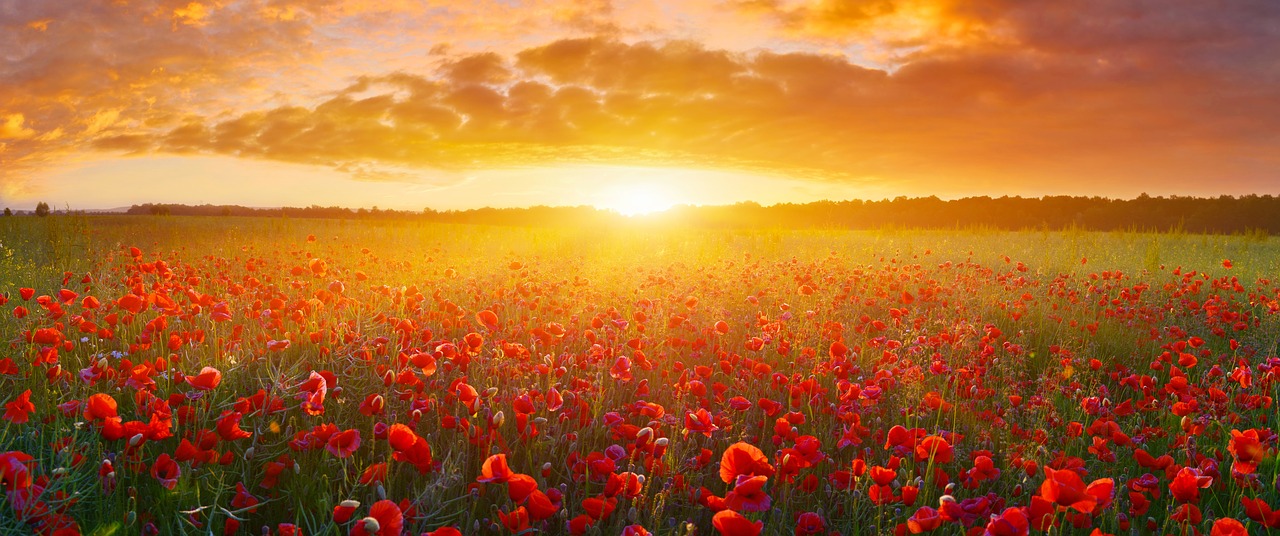 flowers  sunset  clouds free photo