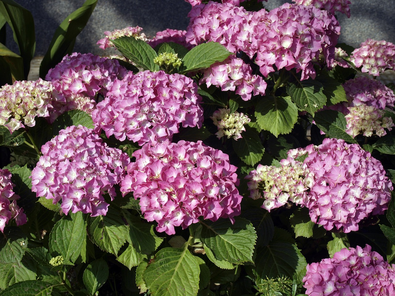 flowers  hortencias  flor hortencia free photo