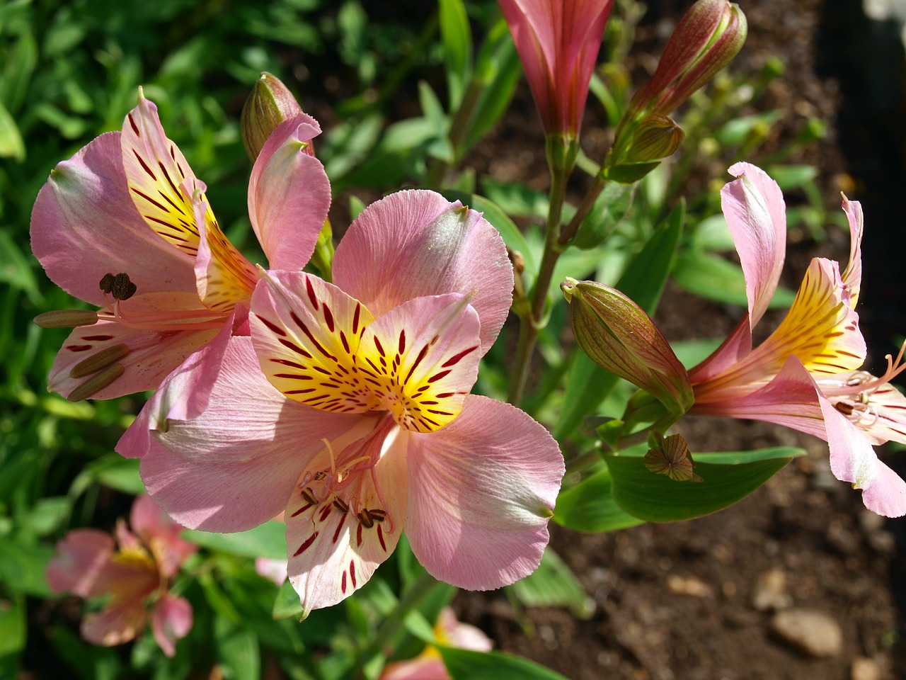 flowers  flower alstroemeria  lily of the field free photo