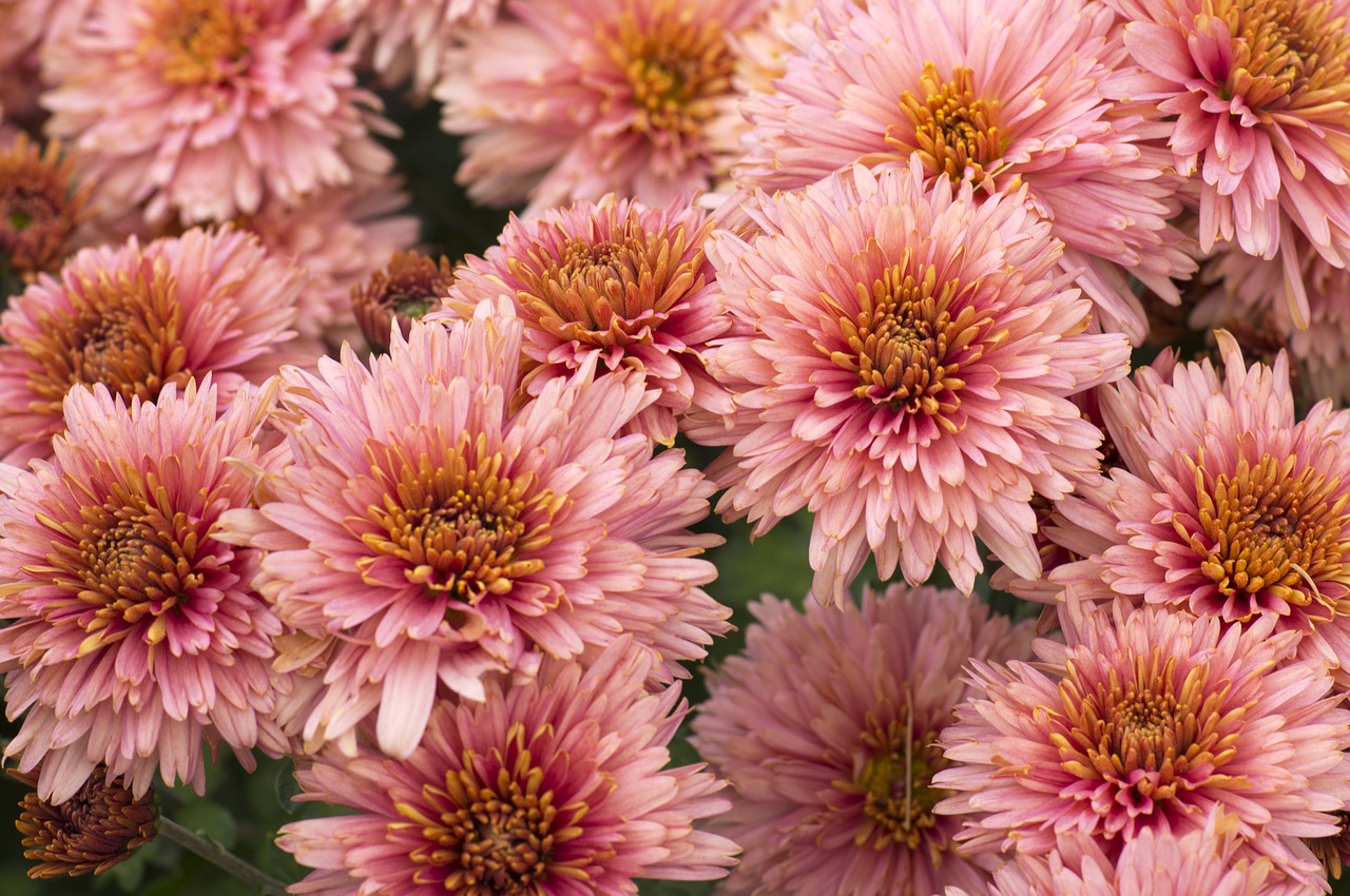 flowers  chrysanthemum  plant free photo