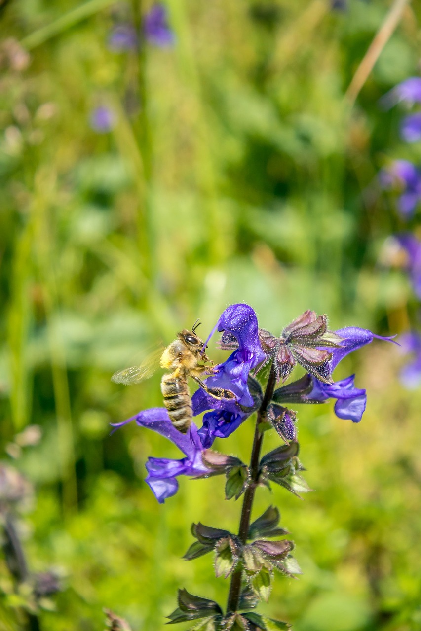 flowers  yellow  alpine free photo