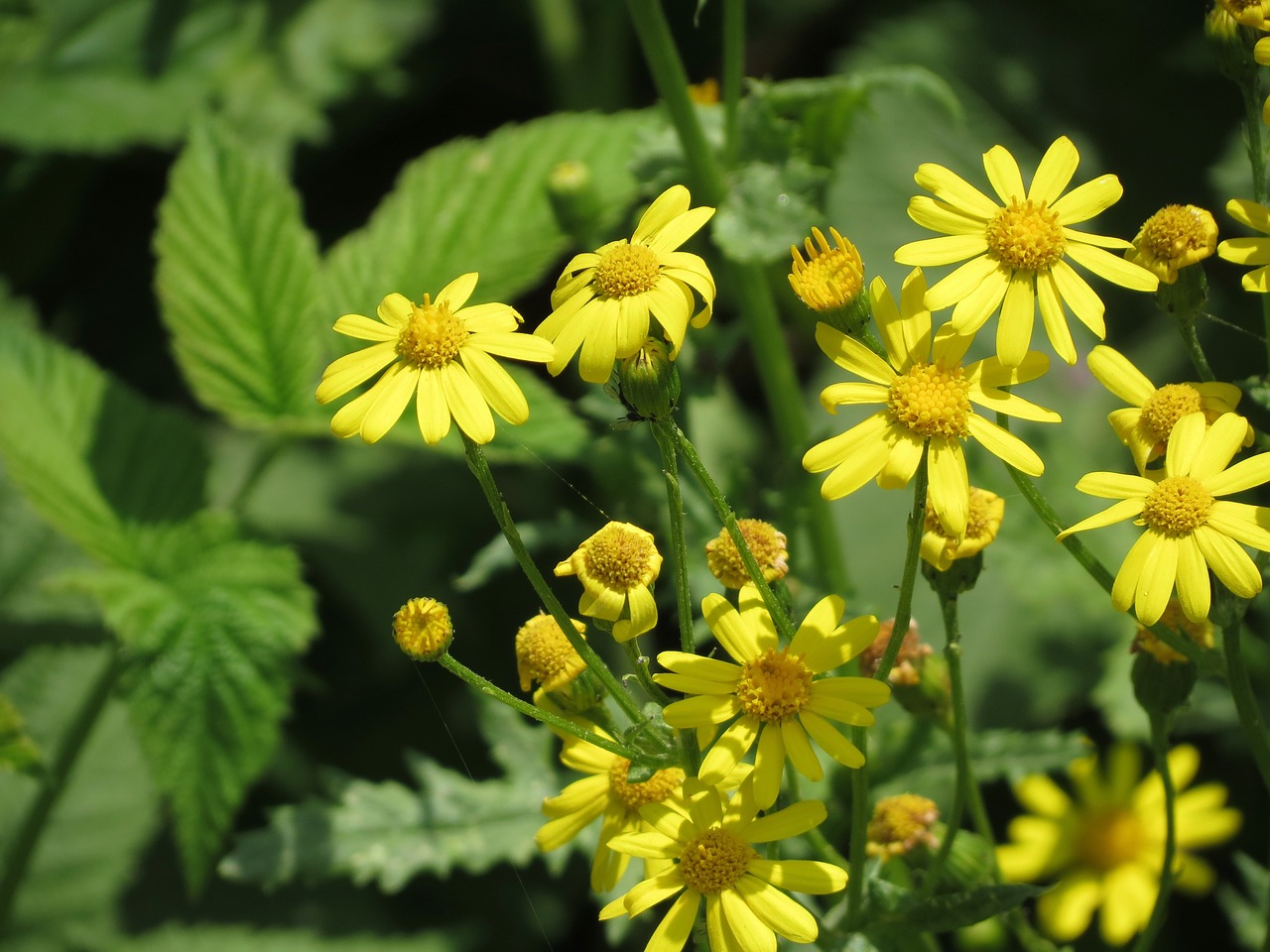 flowers  yellow  nature free photo