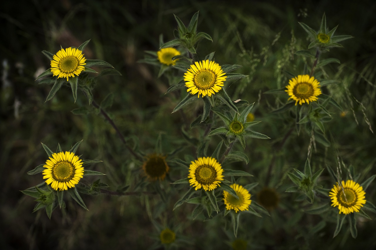 flowers  field  flower free photo