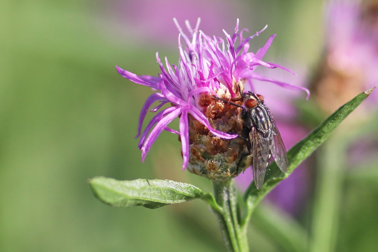 flowers  fly  insect free photo