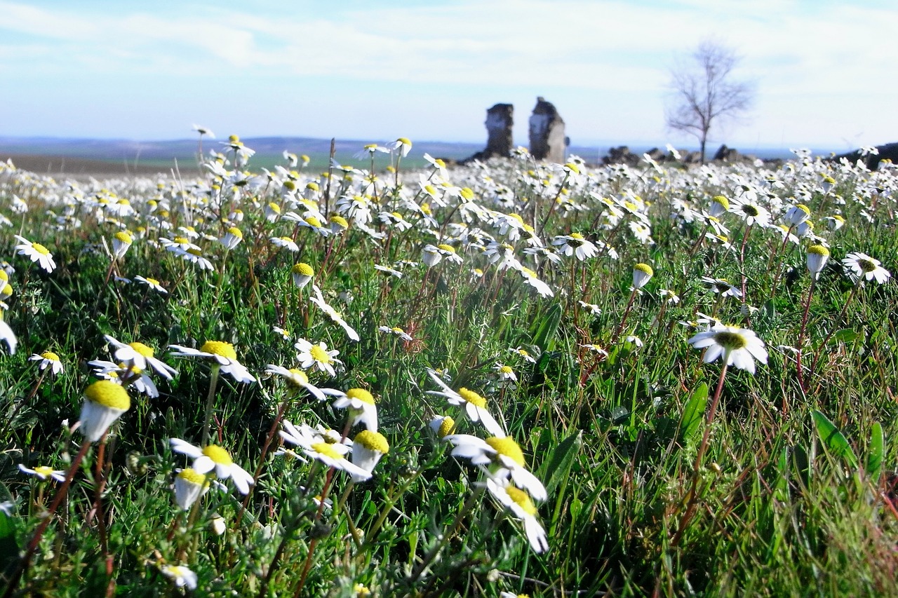 flowers  meadow  landscape free photo