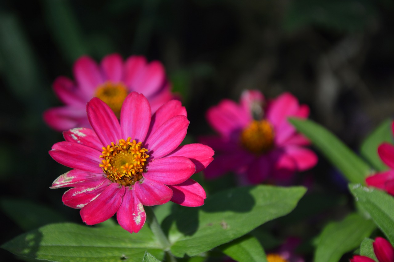 flowers  zinnia  bloom free photo