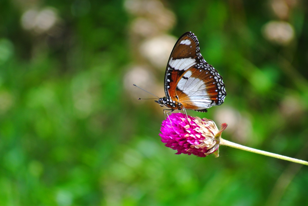 flowers  insects  butterfly free photo